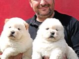 Chow Chow Çin Aslanı Yavrularımız