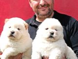 Chow Chow Çin Aslanı Yavrularımız