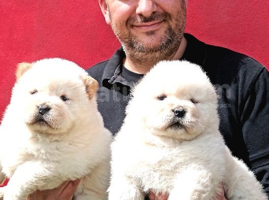 Chow Chow Çin Aslanı Yavrularımız görsel