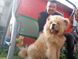 Chow Chow Çin Aslanı Yavrularımız