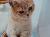 1.5 Yaş Scottish Fold