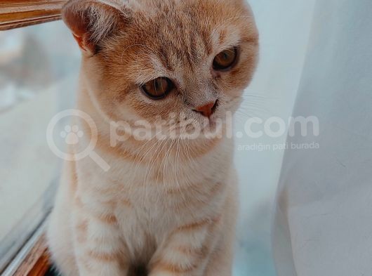 1.5 Yaş Scottish Fold