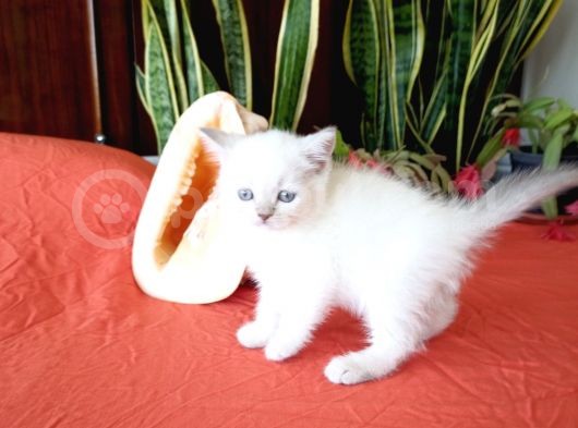 British Shorthair Yavrular görsel