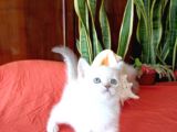 British Shorthair Yavrular