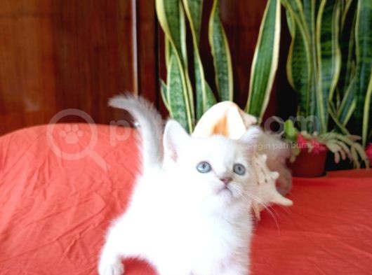 British Shorthair Yavrular