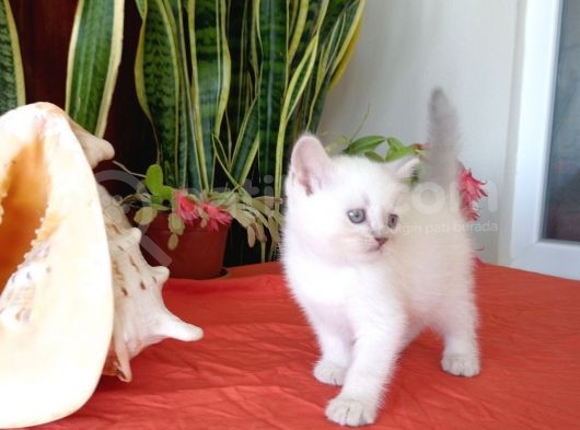 British Shorthair Yavrular görsel