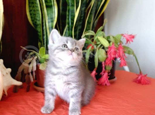 British Shorthair Yavrular görsel