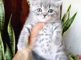 British Shorthair Yavrular