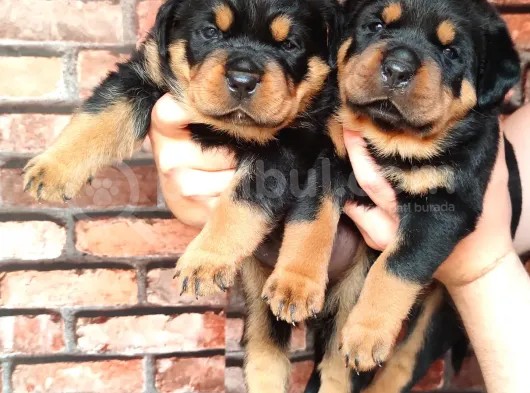A Şecere 1. Sınıf Rottweiler Yavruları
