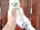 Scottish Fold Yavrularımız