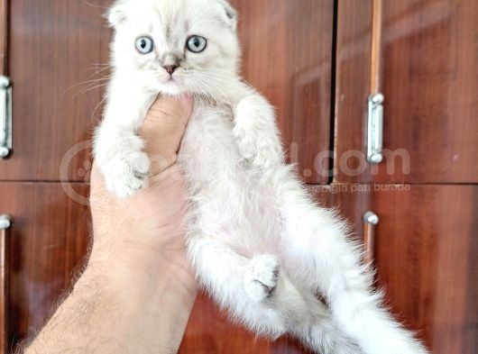 Scottish Fold Yavrularımız görsel
