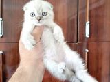 Scottish Fold Yavrularımız
