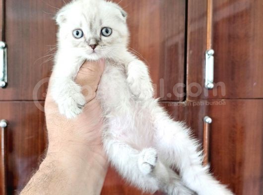 Scottish Fold Yavrularımız görsel