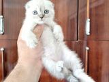 Scottish Fold Yavrularımız