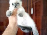 British Shorthair Yavrular