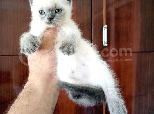 British Shorthair Yavrular