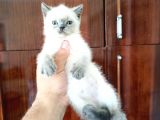 British Shorthair Yavrular