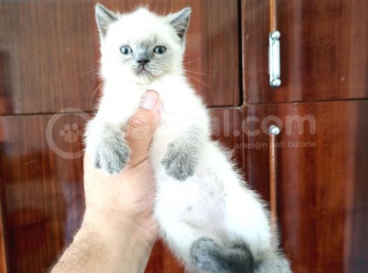 British Shorthair Yavrular görsel