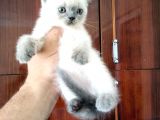 British Shorthair Yavrular
