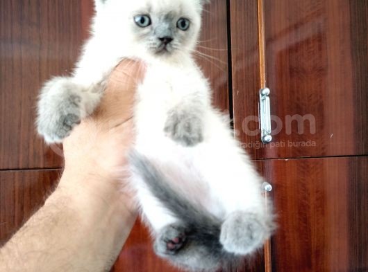 British Shorthair Yavrular görsel