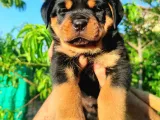 A Şecere 1. Sınıf Rottweiler Yavruları