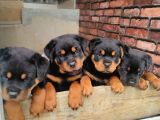 A Şecere 1. Sınıf Rottweiler Yavruları