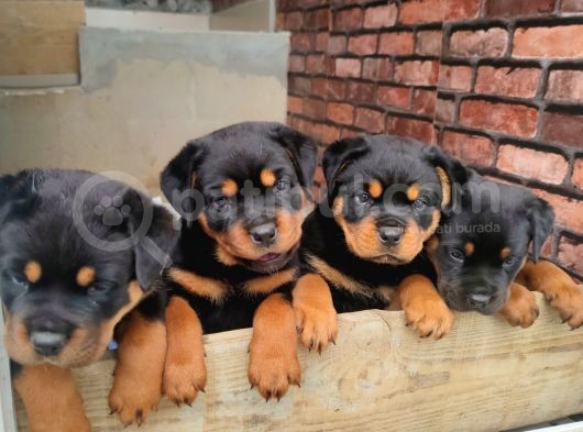 A Şecere 1. Sınıf Rottweiler Yavruları görsel