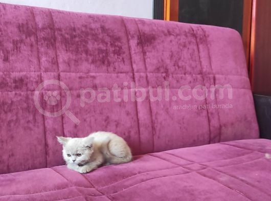 British Dişi Yavru Kedimiz görsel