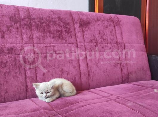 British Dişi Yavru Kedimiz görsel