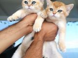 Safkan British short hair golden Ny11 Ny12 Di̇şi̇ Yavru