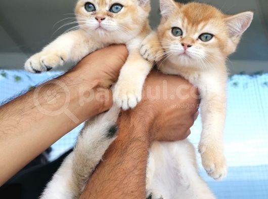 Safkan British Short Hair Golden Ny11 Ny12 Di̇şi̇ Yavru