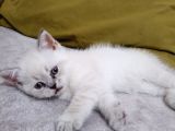 Bule Point Cinsi Dışı Yavru Kedi