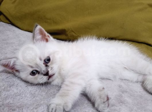Bule Point Cinsi Dışı Yavru Kedi görsel