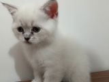 Bule Point Cinsi Dışı Yavru Kedi
