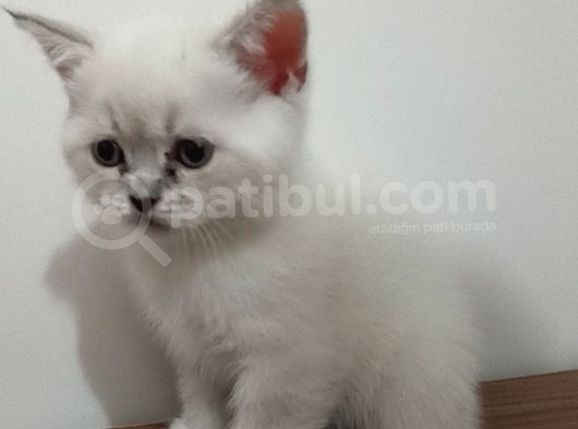 Bule Point Cinsi Dışı Yavru Kedi görsel