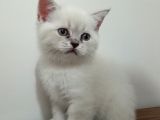 Bule Point Cinsi Dışı Yavru Kedi