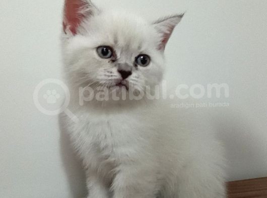 Bule Point Cinsi Dışı Yavru Kedi