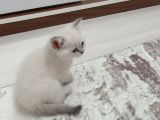 Bule Point Cinsi Dışı Yavru Kedi