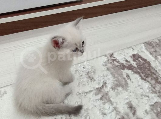 Bule Point Cinsi Dışı Yavru Kedi görsel