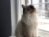 Ücretsi̇z Chinchilla Blue Point 12 Aylık