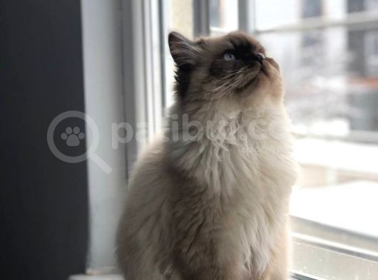 Ücretsi̇z Chinchilla Blue Point 12 Aylık görsel