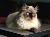 Ücretsi̇z Chinchilla Blue Point 12 Aylık
