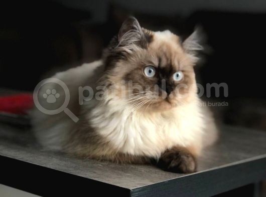 Ücretsi̇z Chinchilla Blue Point 12 Aylık görsel