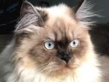 Ücretsi̇z Chinchilla Blue Point 12 Aylık