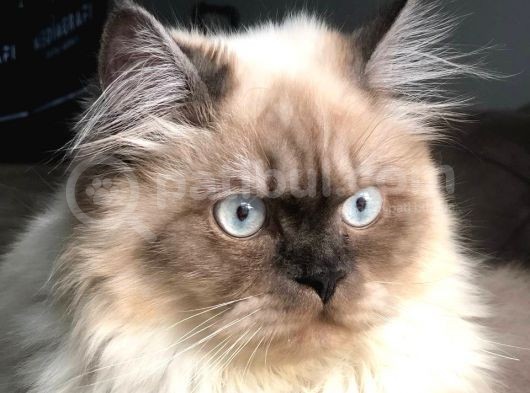 Ücretsi̇z Chinchilla Blue Point 12 Aylık görsel