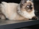 Ücretsi̇z Chinchilla Blue Point 12 Aylık