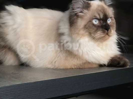 Ücretsi̇z Chinchilla Blue Point 12 Aylık görsel
