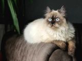 ÜCRETSİZ Chinchilla Blue Point 12 Aylık