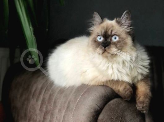 Ücretsi̇z Chinchilla Blue Point 12 Aylık