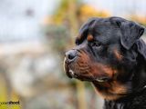 A Şecere 1. Sınıf Rottweiler Yavruları